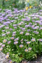 Seaside fleabane Erigeron glaucus lavender-pink flowering plants